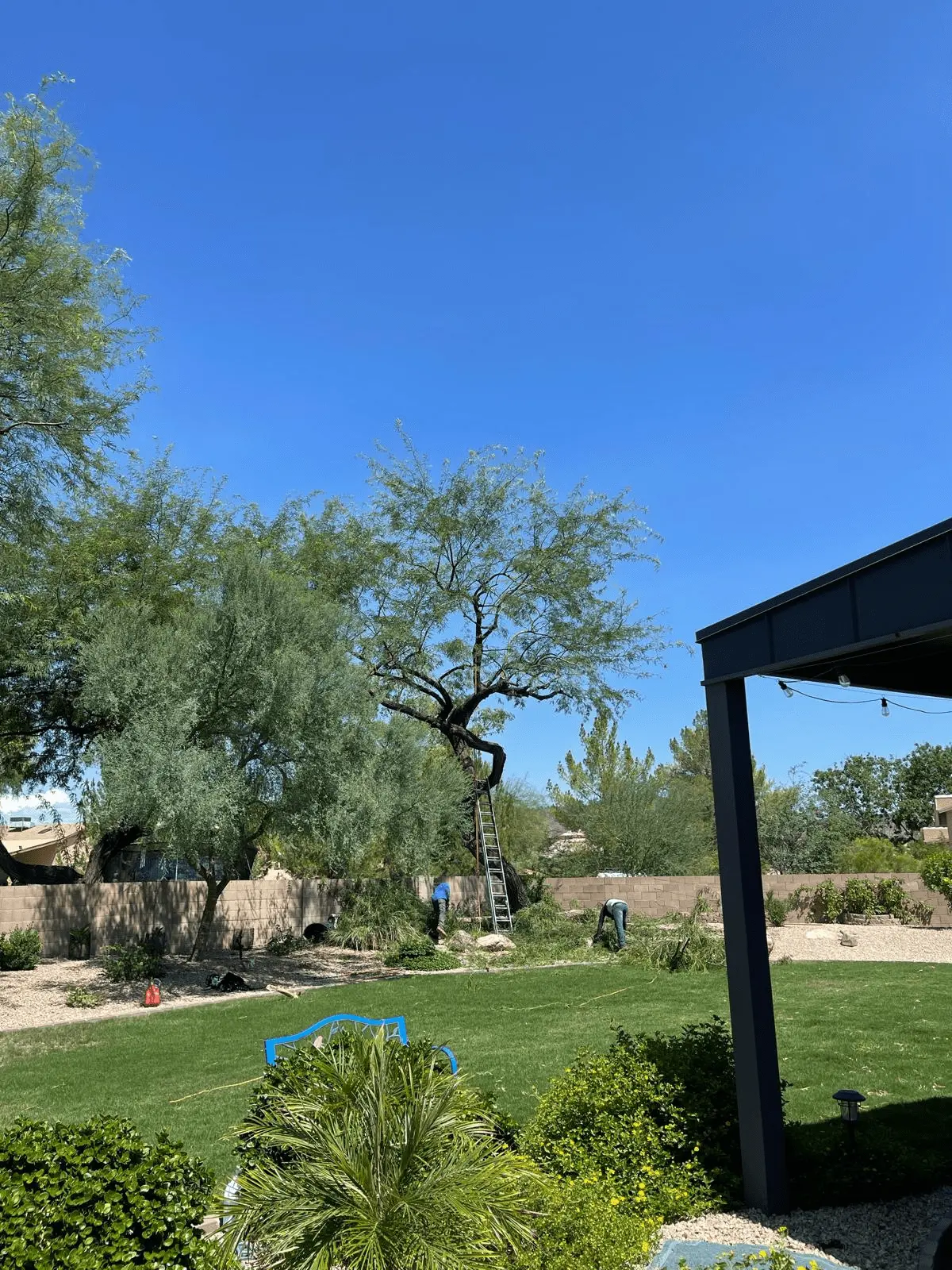 Professional Tree Maintenance Services in Phoenix, AZ!